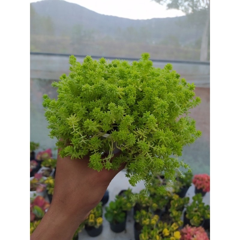 Sen đá sedum vàng SONDA GARDEN size trung bình 10cm, xuất xứ Đà Lạt, khoẻ đẹp, lỗi 1 đổi 1