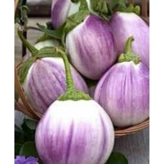 hạt giống cà tím ý ROSA