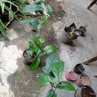 Cây xạ đen nhỡ hoặc 2 cây nhỏ