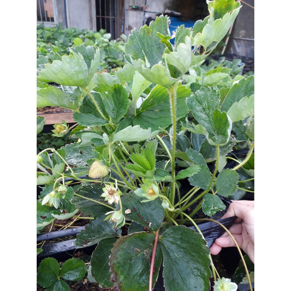Cây dâu tây đang ra hoa và ra quả