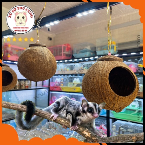 Nhà ngủ gáo dừa- nhà ngủ sóc- nhà ngủ cho sóc- nhà ngủ hamster. Xứ Sở Thú Cưng- Hamster Vĩnh Phúc