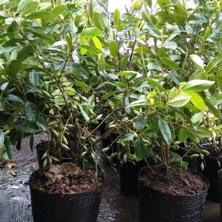 Giống Cà na thái chậu lớn