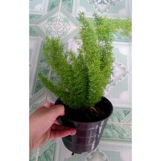 Cây đuôi chồn - Cây cảnh để bàn
