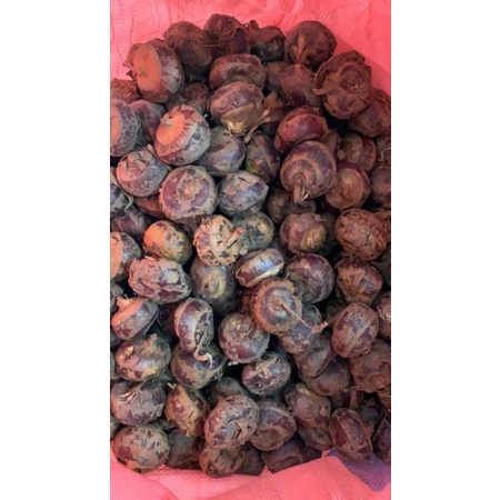 Củ mã thầy - củ năng tươi 1kg