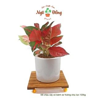[Hàng Có Sẵn] Đế Chậu Cây Cảnh Chậu Hoa Bằng Gỗ Tràm R30cm Có Bánh Xe Tròn Chịu Lực Lên Đến 120kg