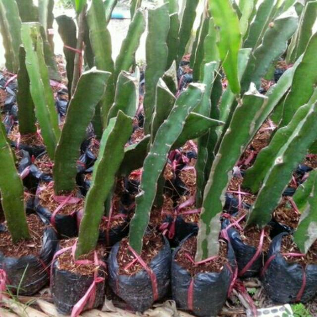 Combo 4 cây thanh long ruột đỏ