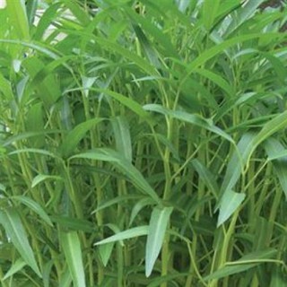 Hạt giống rau muồng