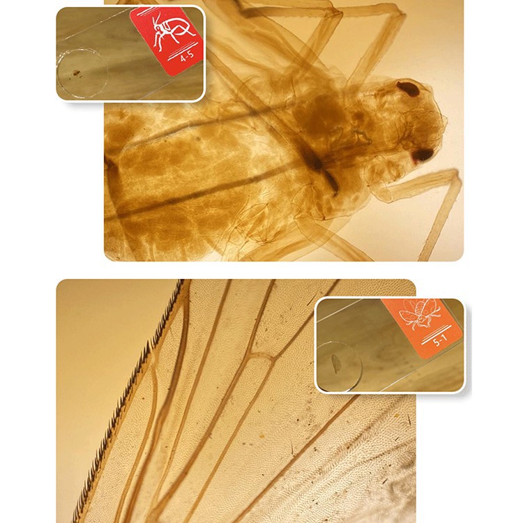 Ốp điện thoại tích hợp ống kính máy ảnh hiển vi HD mini thu phóng 400X cho iPhone12/12 Pro/12 Pro Max