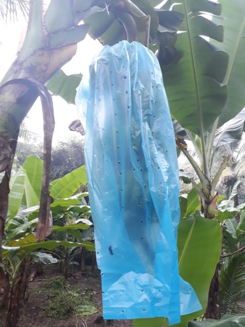 10 TÚI NYLON CỠ 70x140cm BỌC BUỒNG CHUỐI