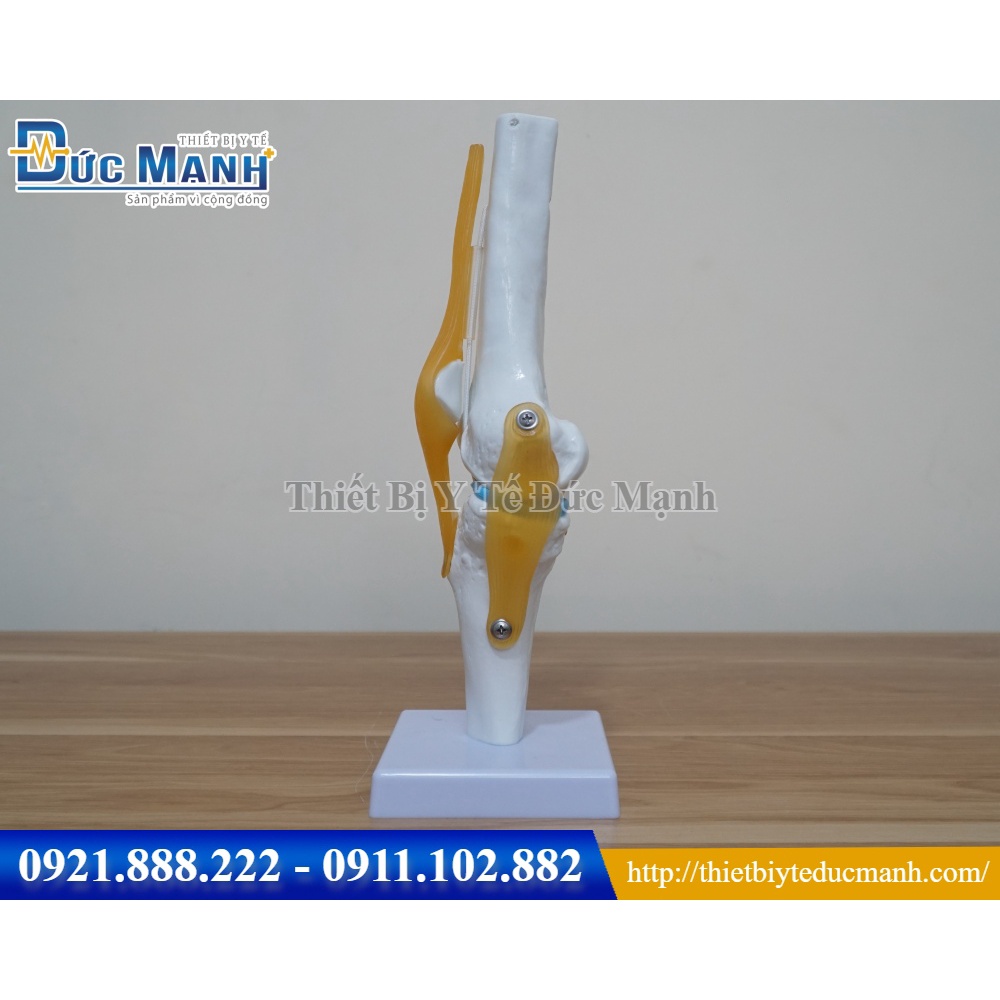 Mô hình giải phẫu khớp gối
