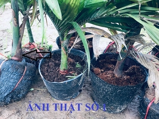 cây CAU LÙN UY TÍN CHẤT LƯỢNG