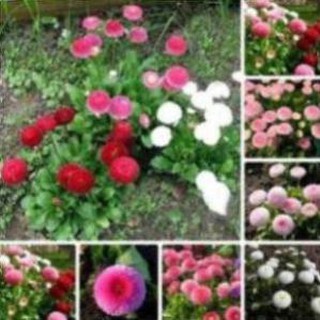 100 hạt giống hoa cúc anh nhiều màu LuckyseadTG