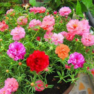Hạt giống hoa 10h mỹ kép mix màu gói 2000 hạt