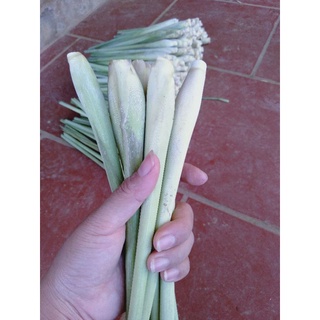 Cây Sả Giống ( mua 5 tặng 1)