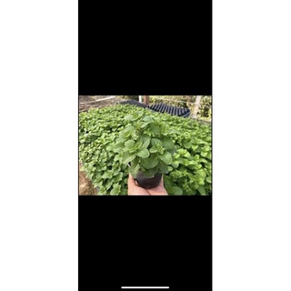 Hạt Giống Húng Lũi Bạc Hà Âu Choco Mint