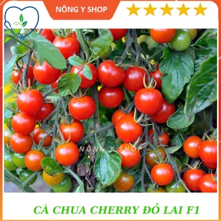 Hạt giống cà chua cherry đỏ lai f1 rạng đông - rado 640 - 0.1g