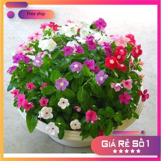 Hạt Giống Hoa Dừa Cạn Rủ Nhiều màu LUCKY.VN