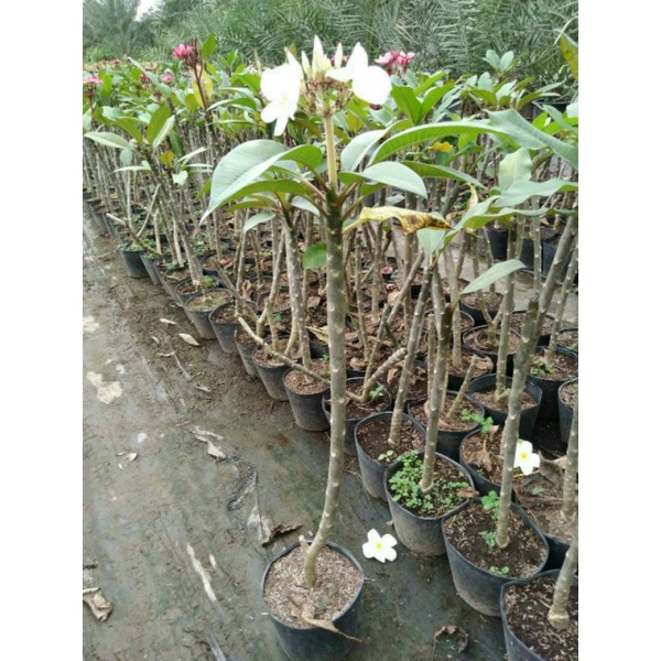 Sứ Đại  trắng vàng thái