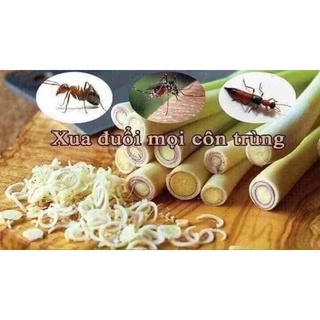 Tinh dầu quế =Tinh dầu sả xịt  100 ml