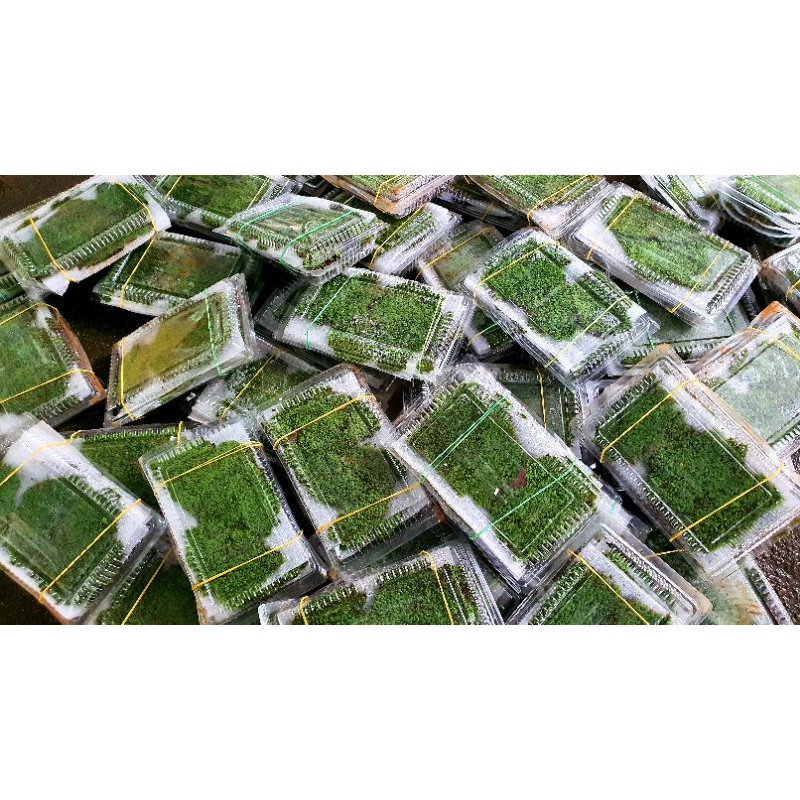 Rêu minifiss trải nền thủy sinh hộp 5 tấm