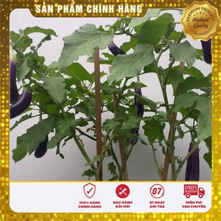BỘ 06 gói hạt giống cà tím dài TẶNG 02 phân bón