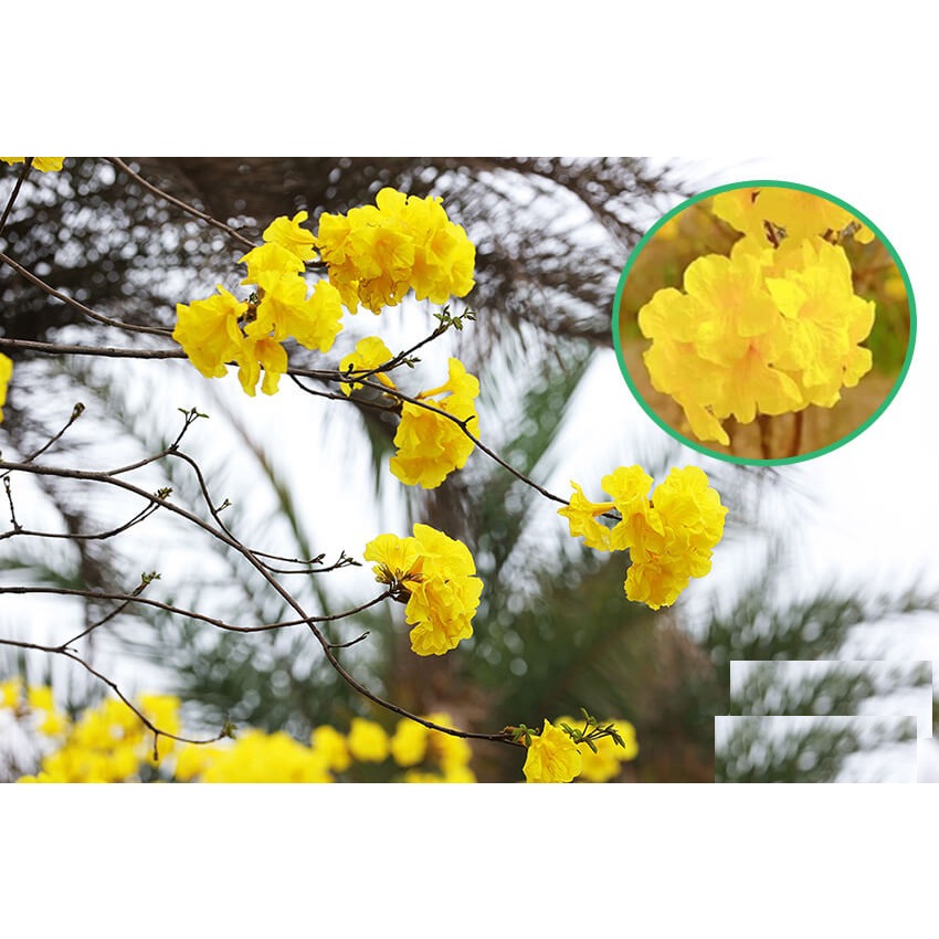 Hạt Giống Cây Hoa Phong Linh Hoa Vàng KNS3714 - Gói 10 hạt