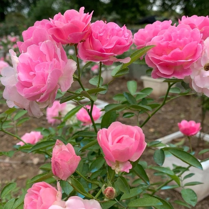 Hoa hồng Summer snow rose – Loài hồng bụi siêu hoa- Vườn Hoa Melinhrose