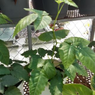 Cây mâm xôi đỏ vàng đen