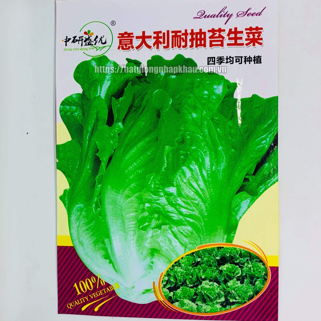 Hạt giống xà lách sanchu