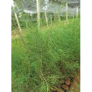 CÂY GIỐNG PHI LAO (CÂY DƯƠNG LIỄU, CÂY XÌ LAO)
