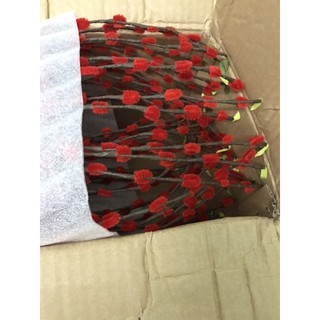 chậu Sứ Nụ Tầm Xuân