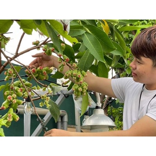 Cây 🌲 Mận đường xanh