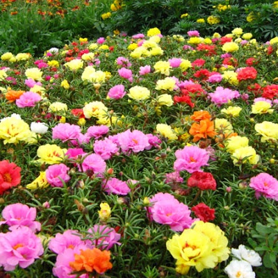 DEAL 1K - 50 hạt Hoa mười giờ Mỹ hoa kép nhiều màu