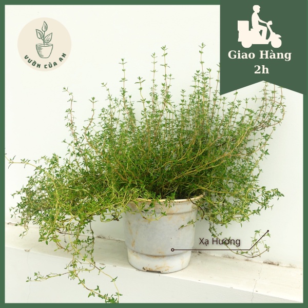 Cây cỏ xạ hương - thyme, cây hương liệu thảo dược gia vị, đuổi muỗi, vườn của an