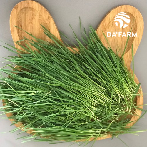 Hạt giống cỏ lúa mì hữu cơ Da'Farm