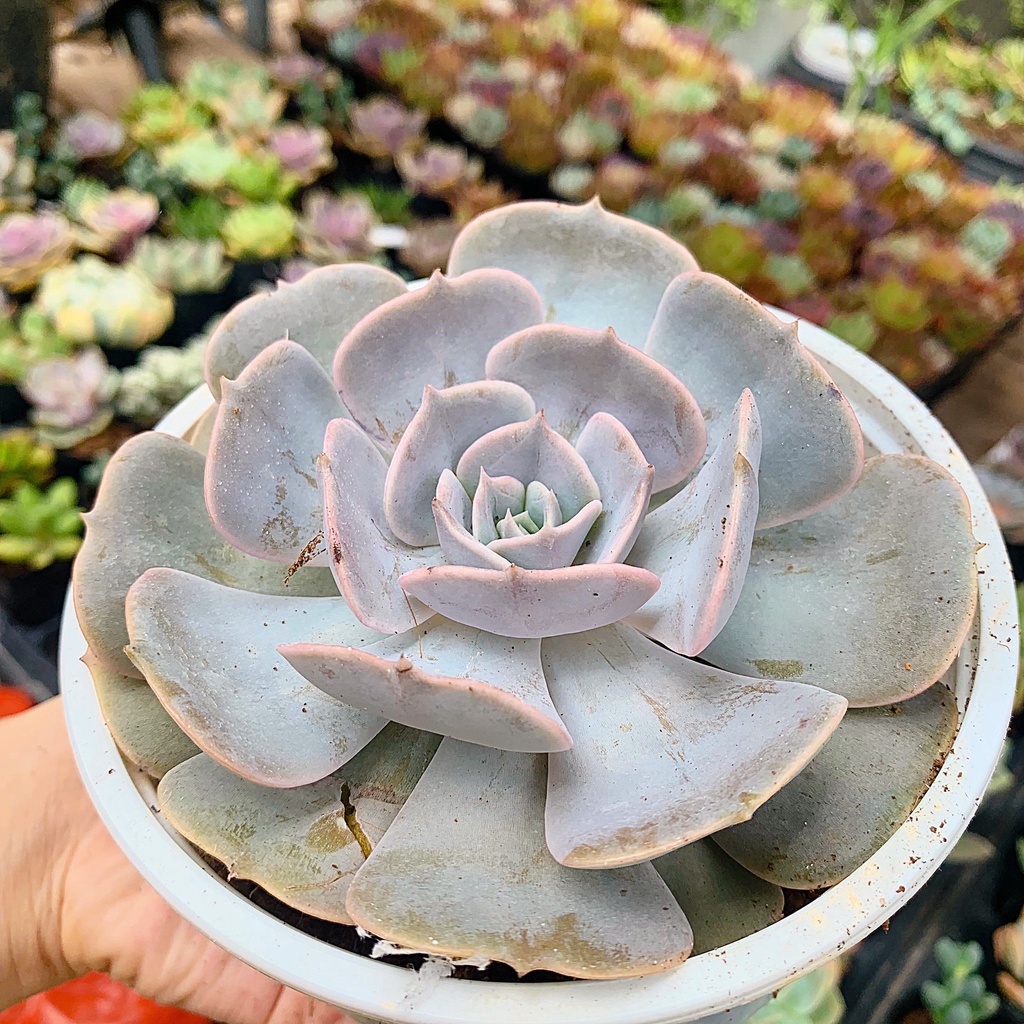 Sen Đá Bánh Bao Xinh size 12-15cm, XUẤT XỨ VIỆT NAM, ĐÃ THUẦN KHÍ HẬU, SIÊU KHOẺ ĐẸP, Lỗi 1 ĐỔI 1