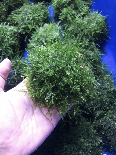 [Mã PET50K giảm Giảm 10% - Tối đa 50K đơn từ 250K] Rêu MINITAIWAN - Rêu mntw Trang Trí Bể Cá Tép, Thuỷ Sinh