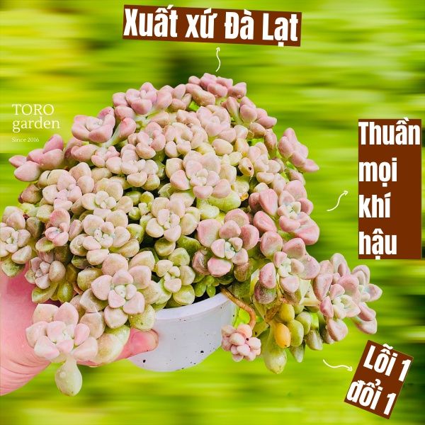 SEN ĐÁ KIM TUYẾN ĐÀ LẠT SIZE TRUNG BÌNH, SIÊU KHOẺ ĐẸP, THUẦN MỌI KHÍ HẬU, HƯ 1 ĐỔI 1