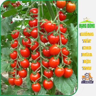 Hạt Giống Cà Chua Cherry Đỏ Trái Sai, Ngọt, Thịt Nhiều - Gói 0,1 Gram