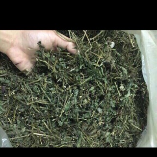 Giảo cổ lam 1kg