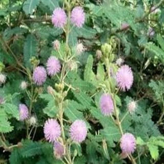 Hạt giống hoa MIMOSA ( cây trinh nữ)- 10 hạt