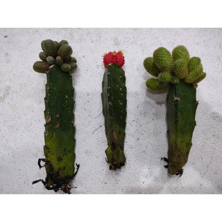 Combo 3 cây xương rồng tháp - khác nhau