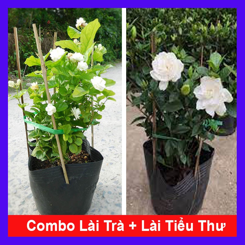 Combo 2 cây lài trà + lài tiểu thư + tặng phân bón cho cây