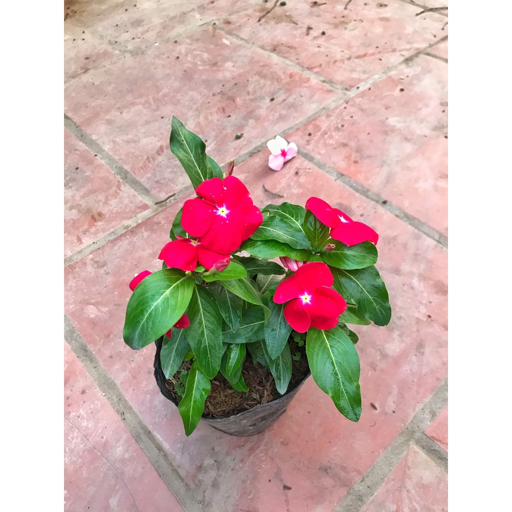 Cây hoa dừa cạn, chiều cao 15-20cm  hoa nở đẹp khỏe nhiều nhánh sum suê thích hợp trang trí cảnh quan sân vườn