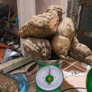 1kg hà thủ ô tươi