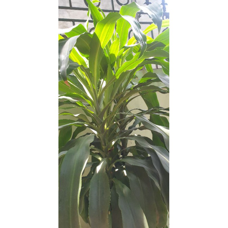Cành giống Thiết mộc lan