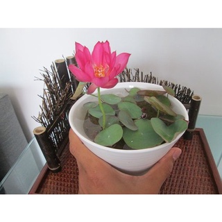 Hạt giống Hoa Dễ Trồng, Nhiều Màu, Tỷ Lệ Nảy Mầm Cao, Trồng Được Quanh Năm - Nông Sản Vàng