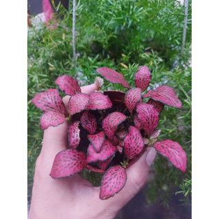 Cây cẩm nhung, lá may mắn