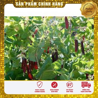 Bộ gói hạt giống Đậu Hà Lan