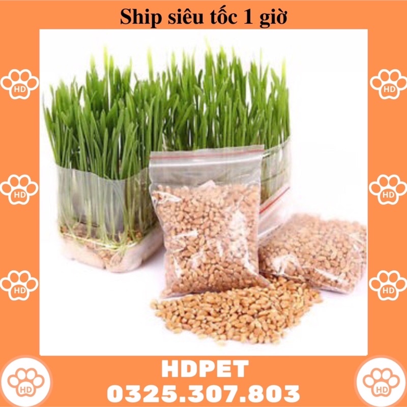 Hạt giống cỏ mèo cỏ lúa mì tiêu búi lông 2 túi 15g